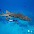 Tawny Nurse Shark (Nebrius ferrugineus), photo taken in Maldives, Male Atoll, South Male Atoll, n/a