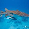 Tawny Nurse Shark (Nebrius ferrugineus), photo taken in Maldives, Male Atoll, South Male Atoll, n/a