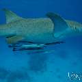 Tawny Nurse Shark (Nebrius ferrugineus), photo taken in Maldives, Male Atoll, South Male Atoll, n/a