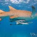 Tawny Nurse Shark (Nebrius ferrugineus), photo taken in Maldives, Male Atoll, South Male Atoll, n/a