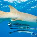 Tawny Nurse Shark (Nebrius ferrugineus), photo taken in Maldives, Male Atoll, South Male Atoll, n/a