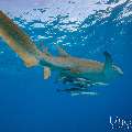 Tawny Nurse Shark (Nebrius ferrugineus), photo taken in Maldives, Male Atoll, South Male Atoll, n/a