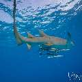 Tawny Nurse Shark (Nebrius ferrugineus), photo taken in Maldives, Male Atoll, South Male Atoll, n/a