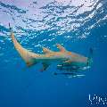 Tawny Nurse Shark (Nebrius ferrugineus), photo taken in Maldives, Male Atoll, South Male Atoll, n/a