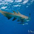 Tawny Nurse Shark (Nebrius ferrugineus), photo taken in Maldives, Male Atoll, South Male Atoll, n/a