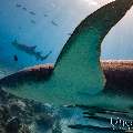 Tawny Nurse Shark (Nebrius ferrugineus), photo taken in Maldives, Male Atoll, South Male Atoll, n/a