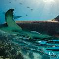 Tawny Nurse Shark (Nebrius ferrugineus), photo taken in Maldives, Male Atoll, South Male Atoll, n/a