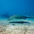 Pink whipray (Himantura fai), photo taken in Maldives, Male Atoll, South Male Atoll, n/a