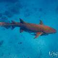Tawny Nurse Shark (Nebrius ferrugineus), photo taken in Maldives, Male Atoll, South Male Atoll, n/a