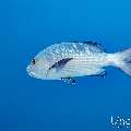 Midnight Snapper (Macolor macularis), photo taken in Maldives, Male Atoll, South Male Atoll, Cocoa Corner