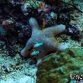 , photo taken in Maldives, Male Atoll, South Male Atoll, Cocoa Corner