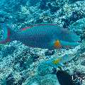 Bicolour parrotfish (Cetoscarus bicolor), photo taken in Maldives, Male Atoll, South Male Atoll, Cocoa Corner