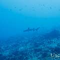 White Tip Reefshark (Triaenodon obesus), photo taken in Maldives, Male Atoll, South Male Atoll, Cocoa Corner