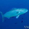 Green jobfish (Aprion virescens), photo taken in Maldives, Male Atoll, South Male Atoll, Cocoa Corner