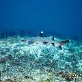 White Tip Reefshark (Triaenodon obesus), photo taken in Maldives, Male Atoll, South Male Atoll, Cocoa Corner