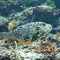 Map Puffer (Arothron mappa), photo taken in Maldives, Male Atoll, South Male Atoll, Cocoa Corner