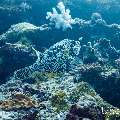 Map Puffer (Arothron mappa), photo taken in Maldives, Male Atoll, South Male Atoll, Cocoa Corner