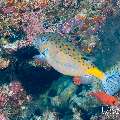 Yellow Boxfish (Ostracion cubicus), photo taken in Maldives, Male Atoll, South Male Atoll, Cocoa Corner