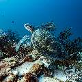 Green Sea Turtle (Chelonia mydas), photo taken in Maldives, Male Atoll, South Male Atoll, Cocoa Corner