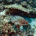 Hawksbill Sea Turtle (Eretmochelys imbricata), photo taken in Maldives, Male Atoll, South Male Atoll, Cocoa Corner