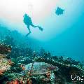 Hawksbill Sea Turtle (Eretmochelys imbricata), photo taken in Maldives, Male Atoll, South Male Atoll, Cocoa Corner