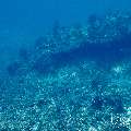 Blacktip Reefshark (Carcharhinus melanopterus), White Tip Reefshark (Triaenodon obesus), photo taken in Maldives, Male Atoll, South Male Atoll, Cocoa Corner