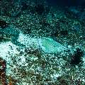 Cowtail Stingray (Pastinachus sephen), Green Sea Turtle (Chelonia mydas), photo taken in Maldives, Male Atoll, South Male Atoll, Cocoa Corner
