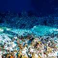 Cowtail Stingray (Pastinachus sephen), Green Sea Turtle (Chelonia mydas), photo taken in Maldives, Male Atoll, South Male Atoll, Cocoa Corner