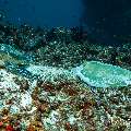 Cowtail Stingray (Pastinachus sephen), Green Sea Turtle (Chelonia mydas), photo taken in Maldives, Male Atoll, South Male Atoll, Cocoa Corner
