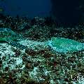 Cowtail Stingray (Pastinachus sephen), Green Sea Turtle (Chelonia mydas), photo taken in Maldives, Male Atoll, South Male Atoll, Cocoa Corner