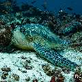 Green Sea Turtle (Chelonia mydas), photo taken in Maldives, Male Atoll, South Male Atoll, Cocoa Corner