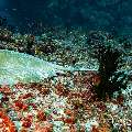 Cowtail Stingray (Pastinachus sephen), photo taken in Maldives, Male Atoll, South Male Atoll, Cocoa Corner