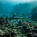White Tip Reefshark (Triaenodon obesus), photo taken in Maldives, Male Atoll, South Male Atoll, Cocoa Corner