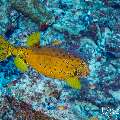 Yellow Boxfish (Ostracion cubicus), photo taken in Maldives, Male Atoll, South Male Atoll, Cocoa Corner
