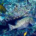 Harlequin Sweetlip (Plectorhinhus chaetodonoides), Yellow Boxfish (Ostracion cubicus), photo taken in Maldives, Male Atoll, South Male Atoll, Cocoa Corner