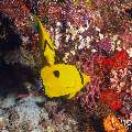 , photo taken in Maldives, Male Atoll, South Male Atoll, Cocoa Corner