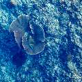 Titan Triggerfish (Balistoides viridescens), photo taken in Maldives, Male Atoll, South Male Atoll, Cocoa Corner