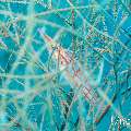 Longnose Hawkfish (Oxycirrhites typus), photo taken in Maldives, Male Atoll, South Male Atoll, Kuda Giri