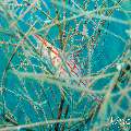 Longnose Hawkfish (Oxycirrhites typus), photo taken in Maldives, Male Atoll, South Male Atoll, Kuda Giri