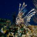 Devil Firefish (Pterois miles), photo taken in Maldives, Male Atoll, South Male Atoll, Kuda Giri