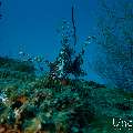 Devil Firefish (Pterois miles), photo taken in Maldives, Male Atoll, South Male Atoll, Kuda Giri