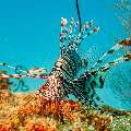 Devil Firefish (Pterois miles), photo taken in Maldives, Male Atoll, South Male Atoll, Kuda Giri
