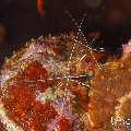 White-striped cleaner shrimp (Lysmata amboinensis), photo taken in Maldives, Male Atoll, South Male Atoll, Kuda Giri