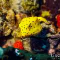 Juvenile, Yellow Boxfish (Ostracion cubicus), photo taken in Maldives, Male Atoll, South Male Atoll, Kuda Giri