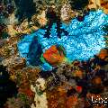 Coral Grouper (Cephalopholis miniata), photo taken in Maldives, Male Atoll, South Male Atoll, Kuda Giri