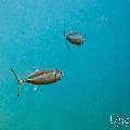 Dogtooth Tuna (Gymnosarda unicolor), photo taken in Maldives, Male Atoll, South Male Atoll, Kuda Giri