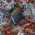 Redtail Butterflyfish (Chaetodon collare), photo taken in Maldives, Male Atoll, South Male Atoll, Kuda Giri