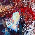 , photo taken in Maldives, Male Atoll, South Male Atoll, Kuda Giri