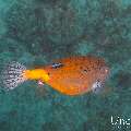 Yellow Boxfish (Ostracion cubicus), photo taken in Maldives, Male Atoll, South Male Atoll, Kuda Giri