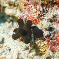 Velvet Snail (Coriocella hibyae), photo taken in Maldives, Male Atoll, South Male Atoll, Kuda Giri